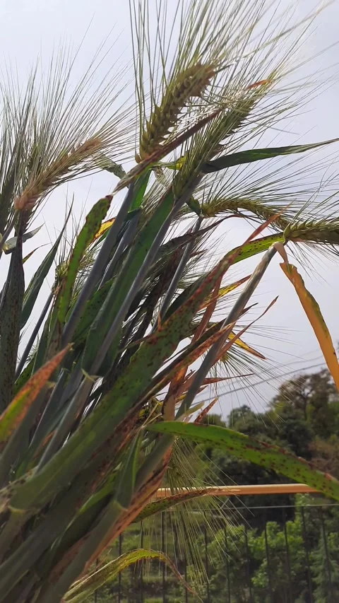 Small-Scale Farming: Fresh Wheat Crop Growing in Fi Video stock 308596785