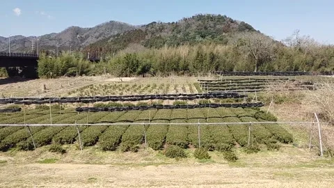 Small scale green tea growing kyoto Prefecture Stock Footage 149160713