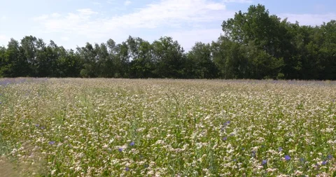 Small scaled white buckwheat field (Fagopyrum esculentum) with  blue cornflowers Stock Footage 111571236