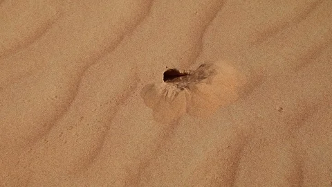 A small scarab digs the den in the desert sand incessantly Stock Footage 99181486