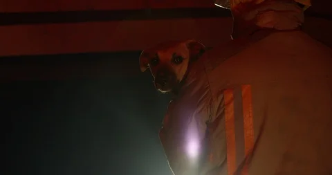Small scared dog in the arms of a fire fighter being taken out of burning bui Stock Footage 115588805