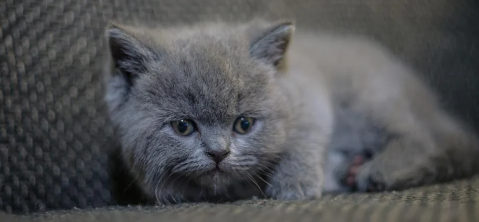 A small scared kitten Stock Photos