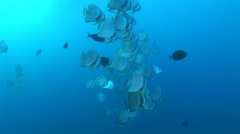 Small school of Batfish in clear blue water Stock-Footage 62292172