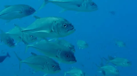 Small school of big eye jacks Stock Footage 11114771