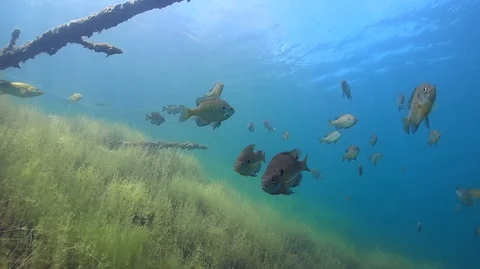 Small school of bluegill over weedy slope Stock Footage 103376587