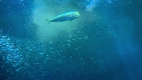 Small school of fish being fed in the Monterey Aquarium Stock Footage 286761112
