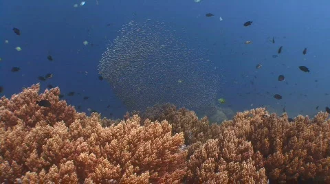 Small school of fish over tropical reef Video stock 801530