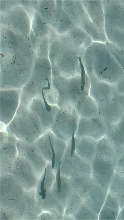 Small school of fish in red sea Stock Footage 336475927