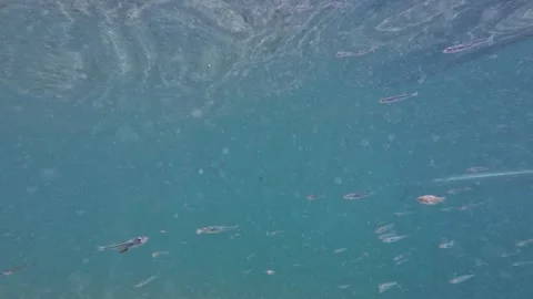 Small school of fish swimming in crystal clear tropical ocean waters with Stock Footage 336814298