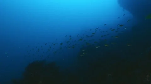 A small school of fish swimming over a dark rocky reef in the blue ocean Stock Footage 346531941