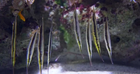 Small School of Fish Swimming Vertically Stock Footage 285234725