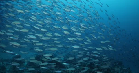 Small school of Fish underwater Stock Footage 303193766
