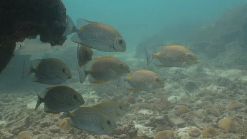 Small school of orangespot rabbitfish Stock Footage 281929482