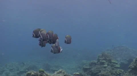 Small school of Red Tailed Butterfly Fish Video stock 10565186