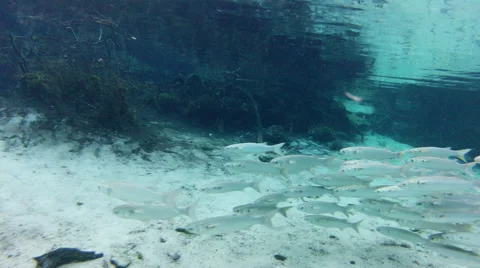 A small school of silvery fish disturbed by a cormorant Stock Footage 62840610