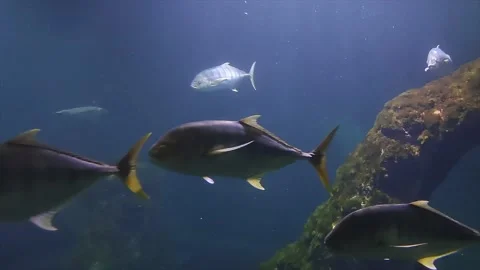 Small School of Tuna Fish Swims near the Underwater Rock. Tuna fish close-up Video stock 238029397
