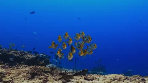 Small school of yellow-striped sweetlips fish hovering above a coral reef Stock Footage 340255965
