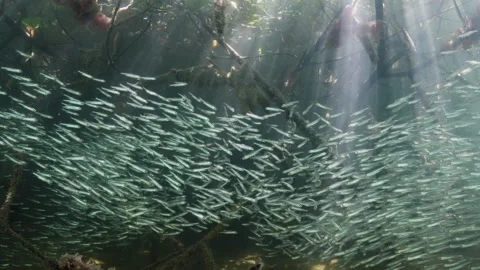 Small schooling fish witg bigger fish lurking behind in mangrove roots 4K Stock Footage 299921387