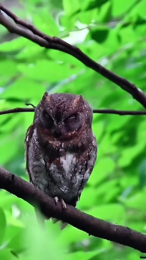 A small scops owl perched on a tree branch in a green forest Video stock 346775997