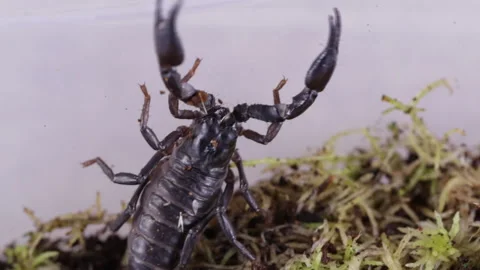 Small scorpion 库存影片 120827553