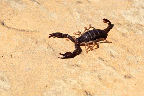 Small scorpion 스톡 사진