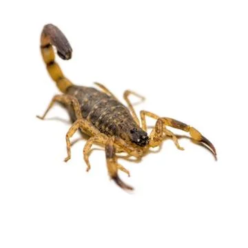 Small Scorpion on white background Stock Photos