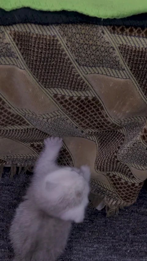 Small Scottish Fold Kitten Climbing Sofa Stock Footage 333778881