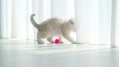 A small Scottish fold kitten plays with a pink ball on the floor. Stock Footage 200760375