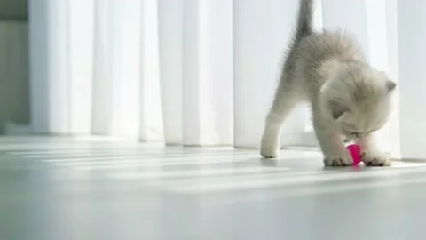 A small Scottish fold kitten plays with a pink ball on the floor. Stock Footage 200760440