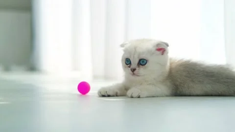A small Scottish fold kitten plays with a pink ball on the floor. Stock Footage 200760647