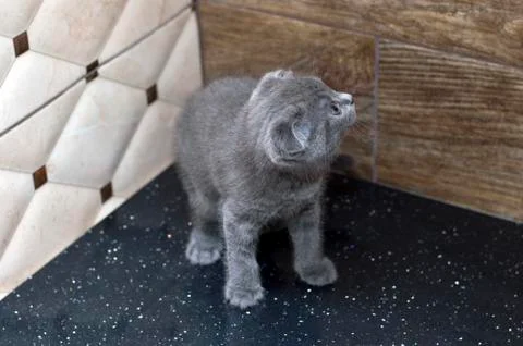 Small Scottish fold kitten on the table top Stock Photos