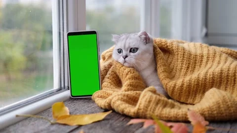 A small Scottish kitten is looking at a phone with a green screen. Stock Footage 217974642