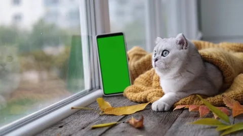 A small Scottish kitten is looking at a phone with a green screen. Stock Footage 255925164