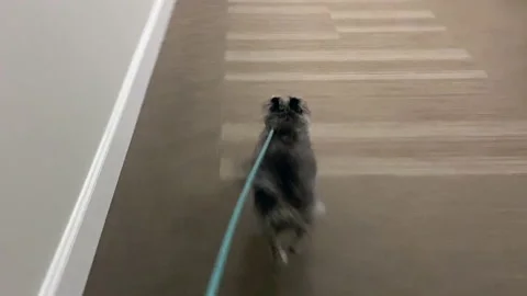 Small scruffy dog limps while running down a hallway Stock Footage 159566704