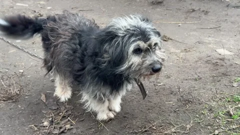 Small scruffy stray dog on chain looking around in village yard Stock Footage 345212577