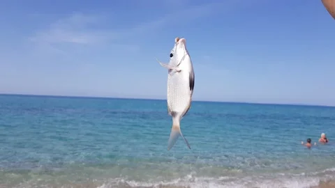 A small sea bream hangs on an angler's hook Stock Footage 219627921