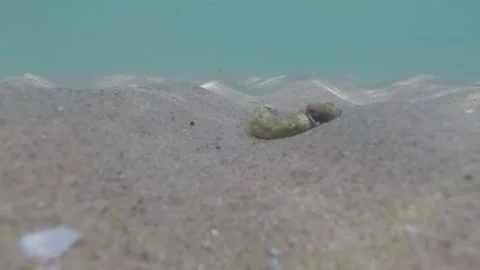 Small sea crabs Stock Footage 146864024