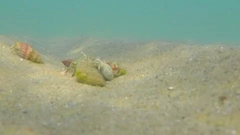Small sea crabs Stock Footage 146864628
