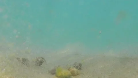 Small sea crabs Stock Footage 146864705