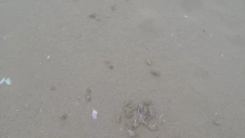 Small sea crabs Stock Footage 147616064