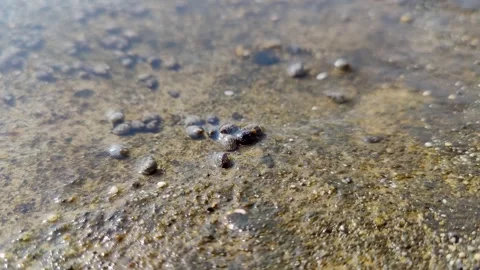 Small sea creatures and shells that move, sea water texture background Stock Footage 246007772