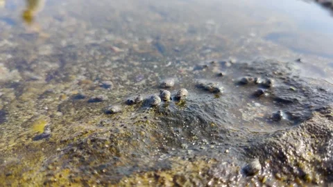 small sea creatures and shells that move... | Stock Video | Pond5