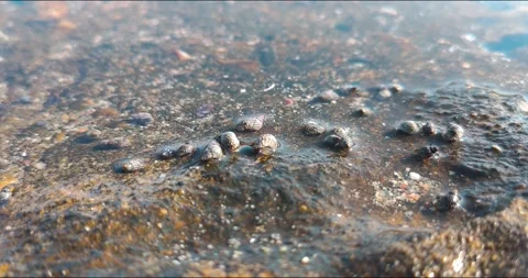 Small sea creatures and shells that move, sea water texture background Stock Footage 246548332