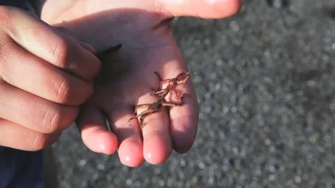 Small Sea Creatures Squirm in Boy's Hand Stock Footage 71123438