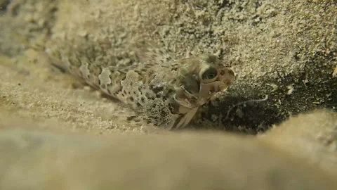 Small sea fish Stock Footage 125026175