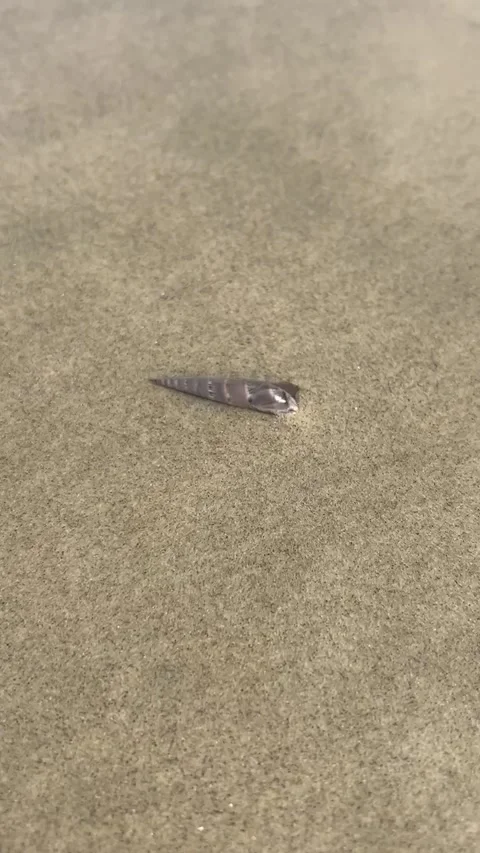 Small Sea Mollusk Burrowing into Beach Sand Stock Footage 314582601