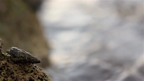 Small Sea Shell on rock with waves in background Video stock 146628502