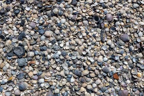 Small Sea Shells and Snail Shells on Beach Stock Photos