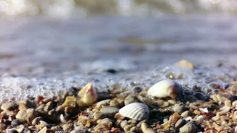 Small sea shells on the beach close-up. sunny day Stock Footage 79850700