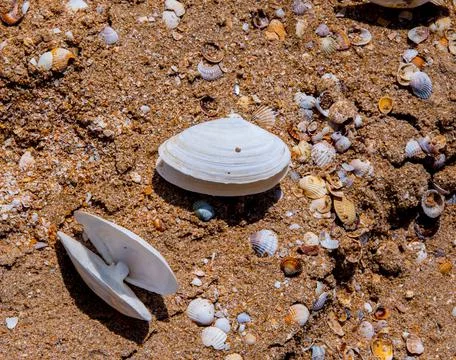 Small sea shells close-up,copy space,background,texture Stockfoto's